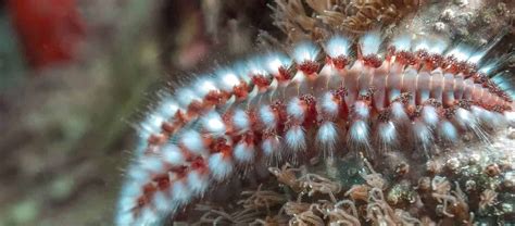  Quaternion Worm:  This Fascinating Bristle Worm Thrives in Coastal Sediments, Displaying Remarkable Adaptations for Survival!