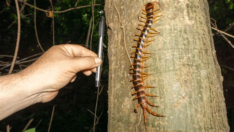  Brandt's Centipede：This Unassuming Creature Lurks Beneath Logs and Rocks, Weaving a Tale of Ancient Lineage and Intriguing Predatory Behavior!