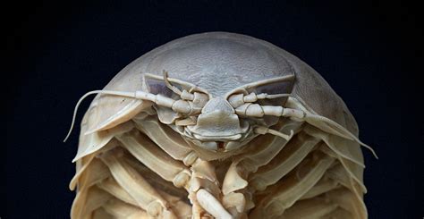  巨型 isopod：一種以海底沉船為家的奇特甲殼類動物！