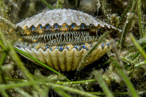  Uganda scallop，擁有獨特外型的雙殼類動物！